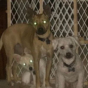 Meet your Posher, Tammy